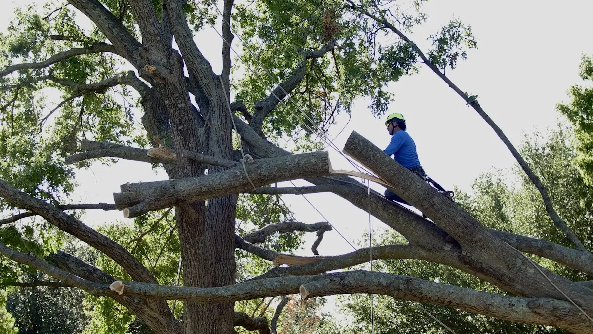 Professional Crown Thinning performed by certified arborists in Noxon