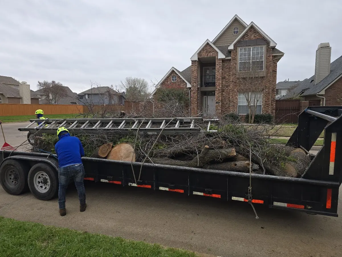 Expert Tree Removal with proper safety equipment in Noxon